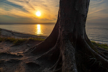 Sonnenuntergang am Küstenwald an der Ostsee bei Nienhagen