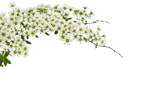 Spring twigs of spiraea flowers in a floral top arrangement isolated on white or transparent background.