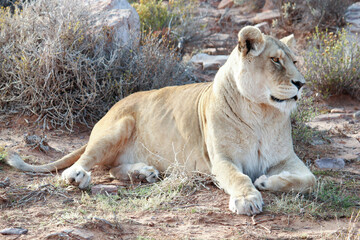 Lioness gazing 