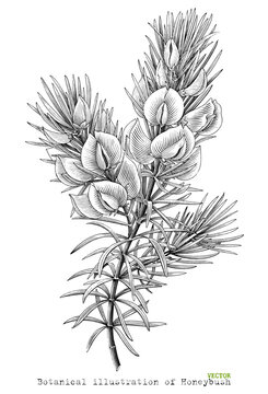 Botanical illustration of Honeybush vintage engraving style black and white clip art