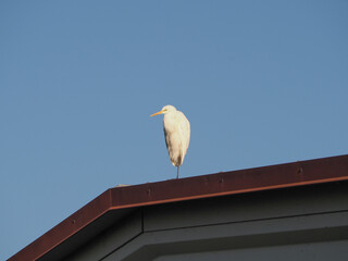white egret heron scient. class. Egretta bird animal