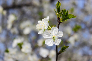 Beautiful spring cherry tree blossom. Close-up of white cherry tree branches blossom in spring.