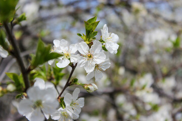 Obraz premium Beautiful spring cherry tree blossom. Close-up of white cherry tree branches blossom in spring.