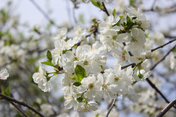 Beautiful spring cherry tree blossom. Close-up of white cherry tree branches blossom in spring.