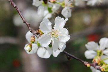 Beautiful spring cherry tree blossom. Close-up of white cherry tree branches blossom in spring.
