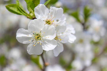 Beautiful spring cherry tree blossom. Close-up of white cherry tree branches blossom in spring.