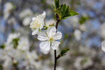 Beautiful spring cherry tree blossom. Close-up of white cherry tree branches blossom in spring.