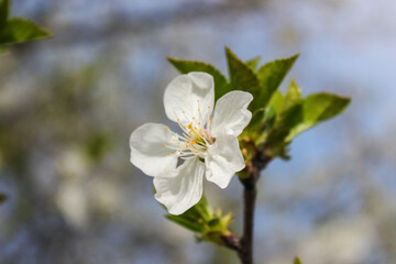 Beautiful spring cherry tree blossom. Close-up of white cherry tree branches blossom in spring.
