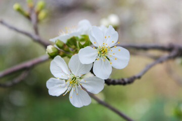 Beautiful spring cherry tree blossom. Close-up of white cherry tree branches blossom in spring.