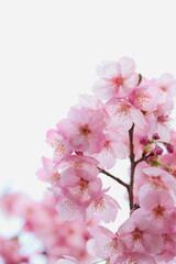 ピンクの陽光桜のクローズアップ　白背景