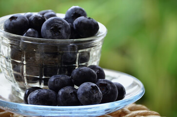 The beautiful and delicious fruits of the blueberry (Vaccinium sect. Cyanococcus)