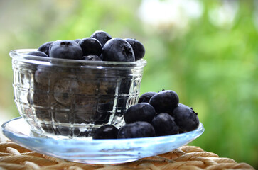 The beautiful and delicious fruits of the blueberry (Vaccinium sect. Cyanococcus)