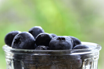 The beautiful and delicious fruits of the blueberry (Vaccinium sect. Cyanococcus)
