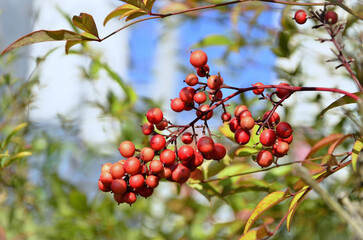 The fruits of nandina (Nandina domestica) in the garden on a sunny day