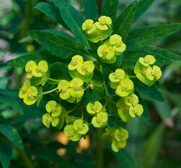 Beautiful close-up of euphorbia dendroides