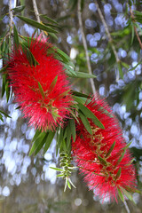 The beautiful red flower of bottlebrush (Callistemon speciosus) in the garden