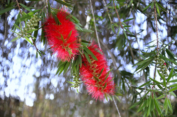 The beautiful red flower of bottlebrush (Callistemon speciosus) in the garden