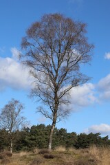 Lonely berch tree in early spring.