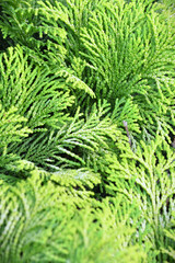 Details of the beautiful foliage of the Golden Cypress (Chamaecyparis obtusa cripssii)