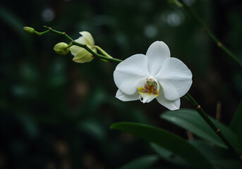 Obraz premium White Orchid Flower in Bloom - Elegant Close-Up of Orchid with Green Background