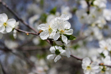 Beautiful spring cherry tree blossom. Close-up of white cherry tree branches blossom in spring.