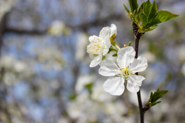 Beautiful spring cherry tree blossom. Close-up of white cherry tree branches blossom in spring.