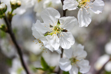 Beautiful spring cherry tree blossom. Close-up of white cherry tree branches blossom in spring.
