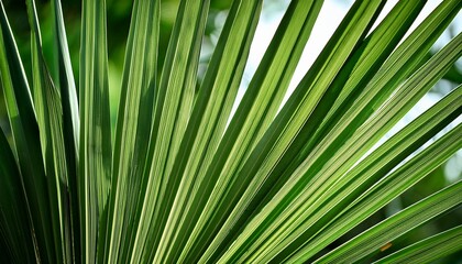 Obraz premium close up view of vibrant green palm leaves