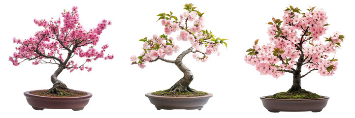 Set of Close-up shot of delicate pink Sakura blossoms on a bonsai tree, with a scattering of rare bonsai seeds around the base on transparent png background. Ai generated