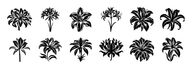 Collection of Twelve Black and White Lily Flower Illustrations Botanical Designs