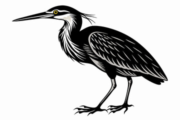 American bittern silhouette black vector