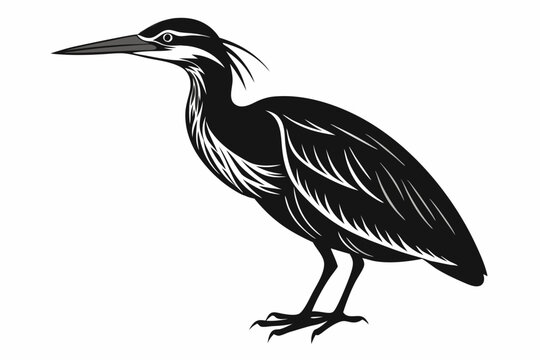 American bittern silhouette black vector
