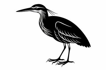 American bittern silhouette black vector
