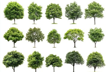 A collection of green trees isolated on a white background, ideal for landscape and environmental art.