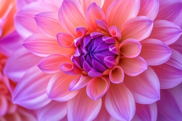 Obraz premium A close up view of a dahlia flower with vibrant purple and pink petals