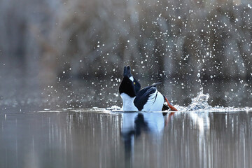 Gągoł (Bucephala clangula), goldeneye © Bartosz Rakoczy