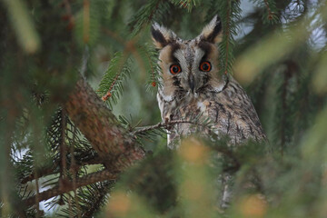 Sowa uszatka (Asio otus), uszata, owl