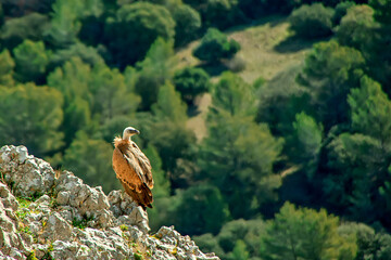 Buitre leonado, en el parque natural de Cazorla, Segura y Las Villas.