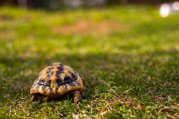 Greek turtle in grass	
