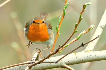 Petirrojo, en el parque natural de Cazorla, Segura y Las Villas.