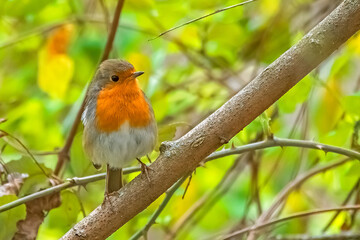 Petirrojo, en el parque natural de Cazorla, Segura y Las Villas.