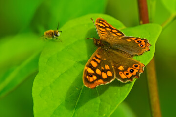 Maculada frente a una abeja, en el parque natural de Cazorla, Segura y Las Villas.
