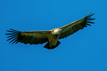 Buitre leonado en vuelo, en el parque natural de Cazorla, Segura y Las Villas.