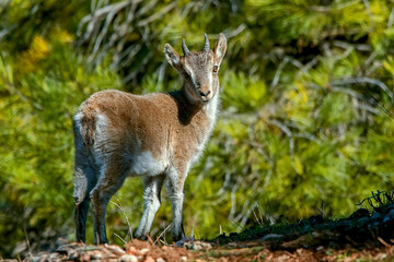 Macho de cabra hispánica pirenaica, en el parque natural de Cazorla, Segura y Las Villas.