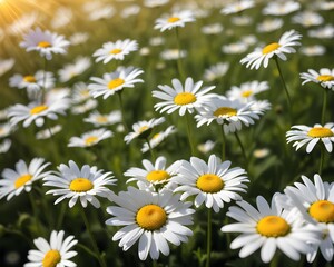 Fototapeta premium daisies in a field