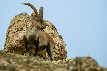 Macho de cabra hispánica pirenaica, en el parque natural de Cazorla, Segura y Las Villas.