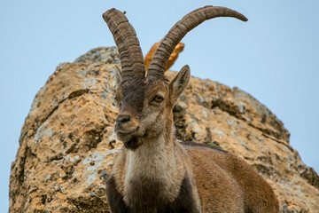 Macho de cabra hispánica pirenaica, en el parque natural de Cazorla, Segura y Las Villas.