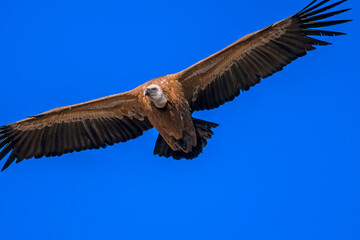 Buitre leonado en vuelo, en el parque natural de Cazorla, Segura y Las Villas.