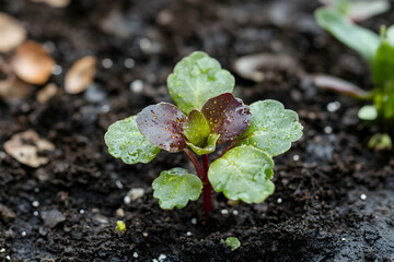 Young plant sprouting in a garden nurtured by gentle hands
