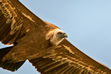 Buitre leonado en vuelo, en el parque natural de Cazorla, Segura y Las Villas.